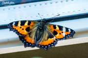 31st Jul 2017 - Butterfly on the windowsill