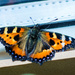 Butterfly on the windowsill by elisasaeter