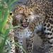 Upset Leopard by randy23