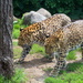 Momma And Son Leopards  by randy23