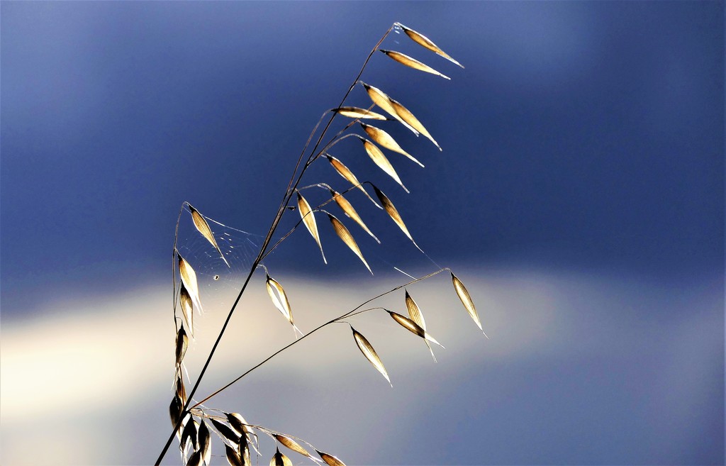 Golden Grass by carole_sandford