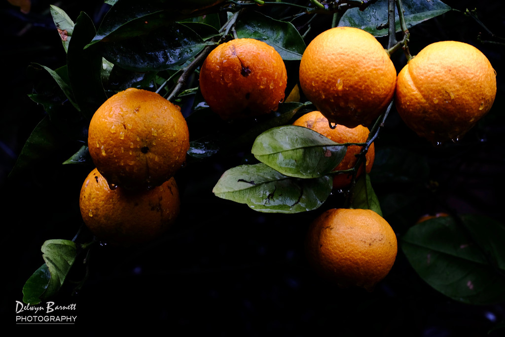 Oranges by dkbarnett