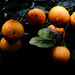 Oranges by dkbarnett
