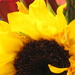 Sunflower half by homeschoolmom
