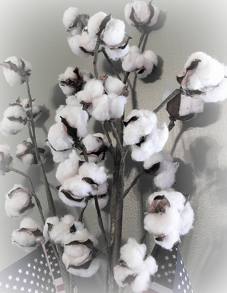 White cotton by homeschoolmom