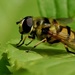 HOVERFLY by markp