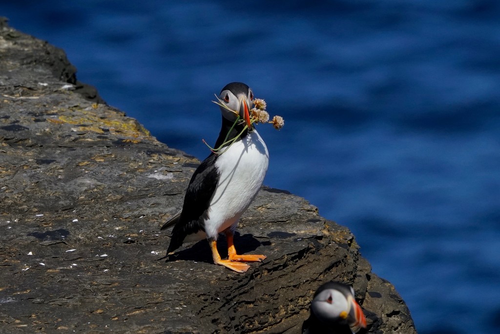 A POSY FOR HIS LADY PUFFIN by markp