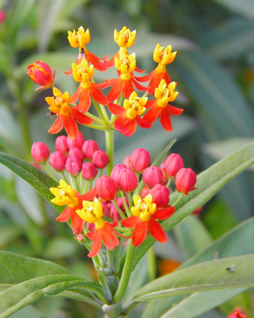 Cheery Butterfly Weed by daisymiller