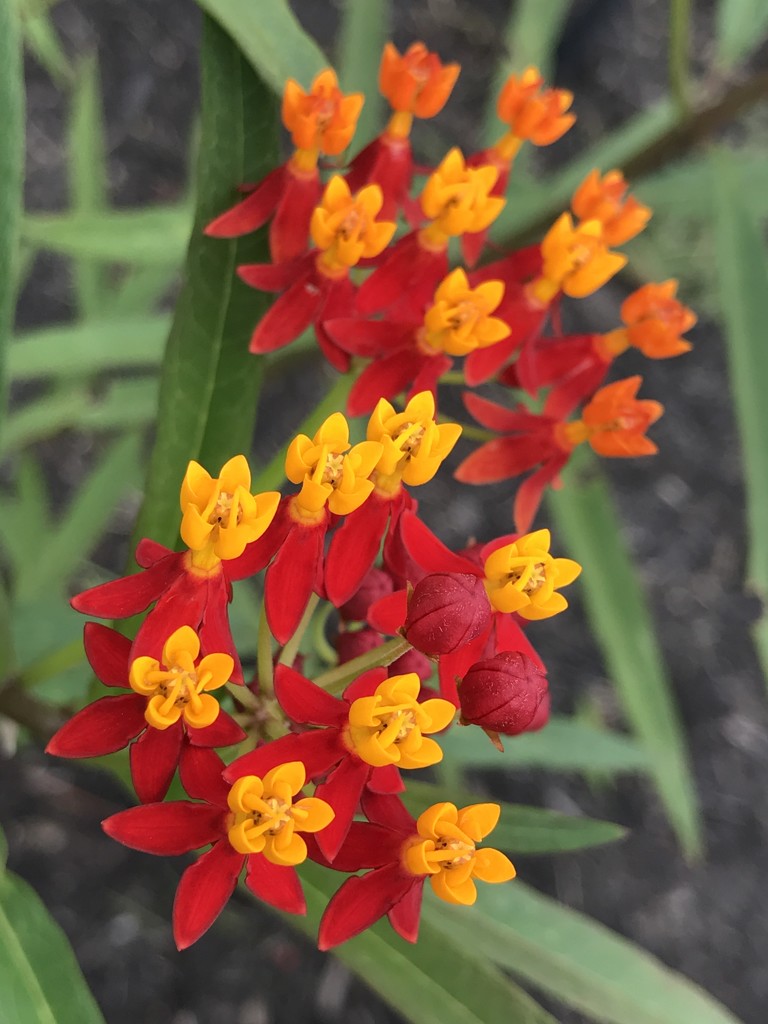 Butterfly weed by kdrinkie