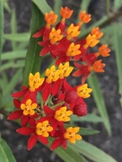 29th Jul 2017 - Butterfly weed