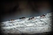 31st Jul 2017 - Ants In Motion