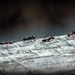 Ants In Motion by farmreporter