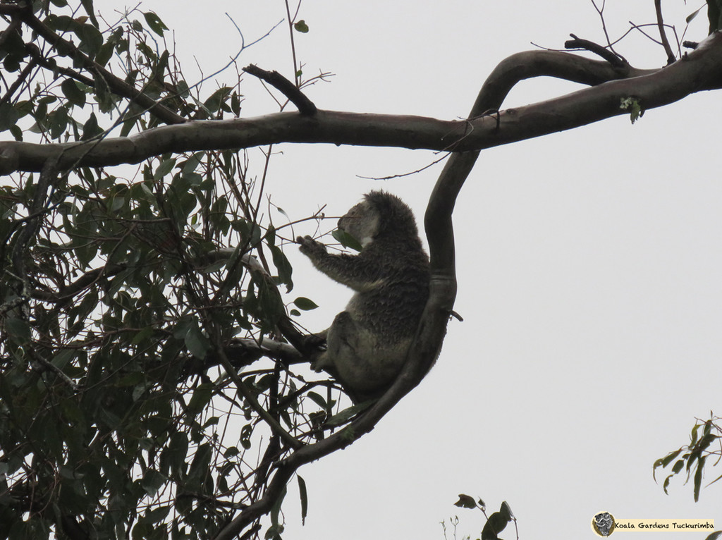natures way by koalagardens