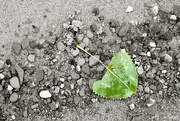 31st Jul 2017 - Leaf, pebbles