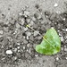 Leaf, pebbles by lsquared