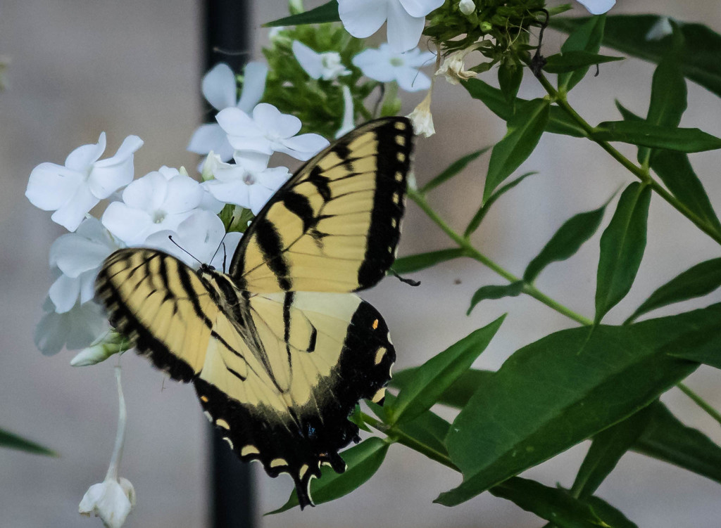 Another Swallowtail View by marylandgirl58