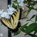 Another Swallowtail View by marylandgirl58