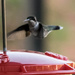 Fluttering Hummingbird by marylandgirl58