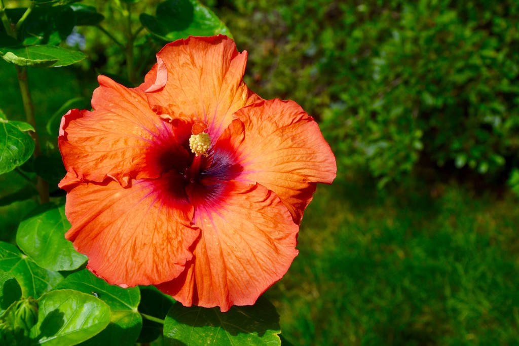 if you had all day you wouldn't guess the name of this hibiscus!  by louannwarren