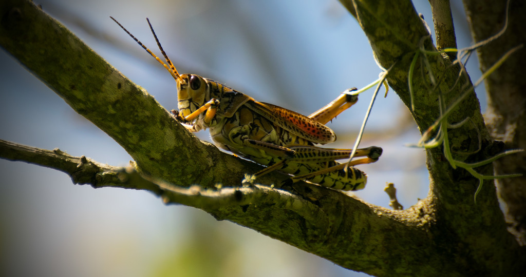 Eastern Lubber Grasshopper in the Tree! by rickster549