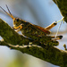 Eastern Lubber Grasshopper in the Tree! by rickster549