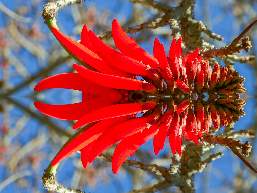 A Coral flower for the Etsooi challenge. by ludwigsdiana