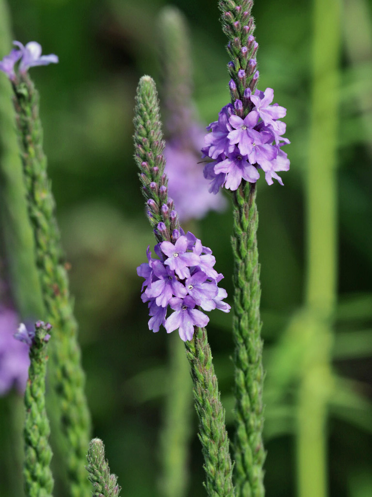 Hoary Vervain by rminer