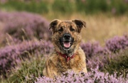 1st Aug 2017 - Tia in the Heather