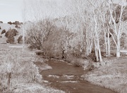 1st Aug 2017 - The stream near where we gathered firewood I used the sepia setting in my camera 