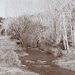 The stream near where we gathered firewood I used the sepia setting in my camera  by Dawn