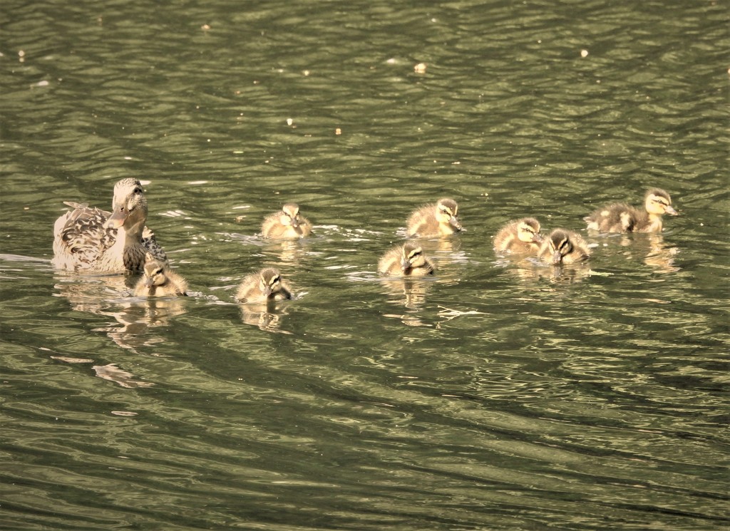 Ducklings Vernon Park by oldjosh