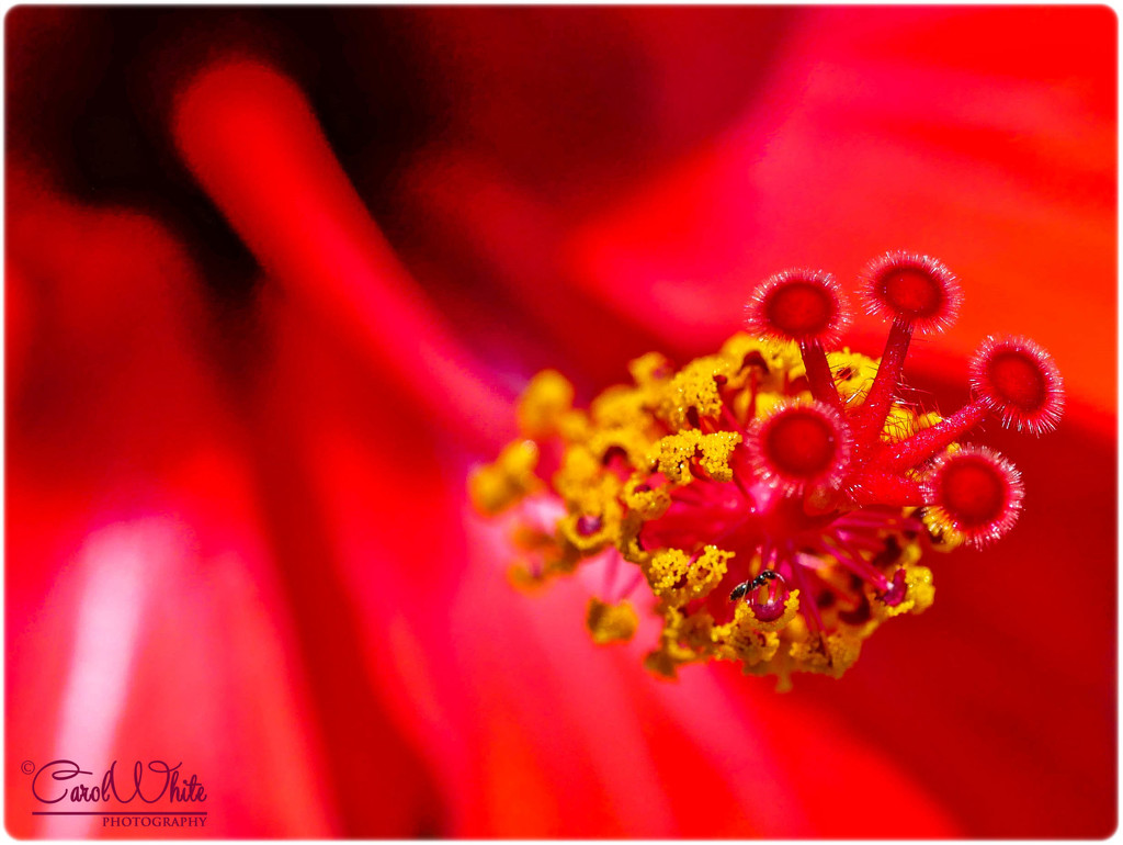 Hibiscus And Ant by carolmw