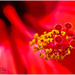 Hibiscus And Ant by carolmw