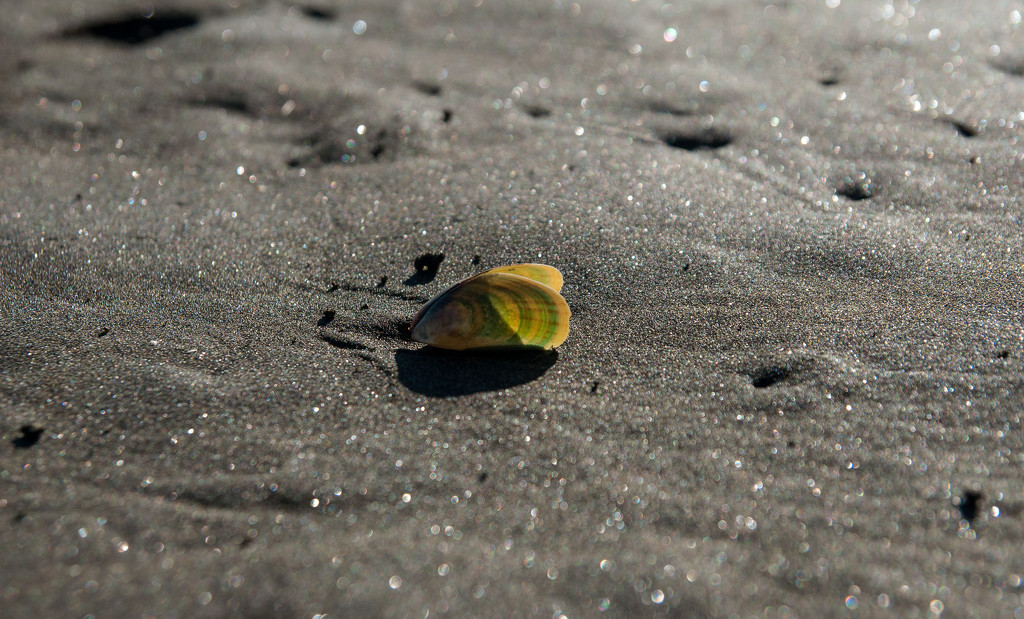 Just a little shell  by brigette