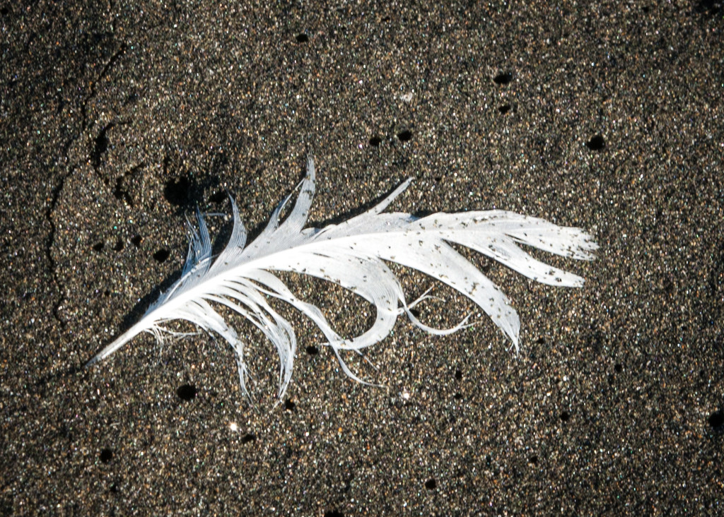 white feather by brigette