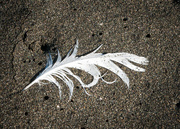 25th Jul 2017 - white feather