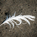 white feather by brigette