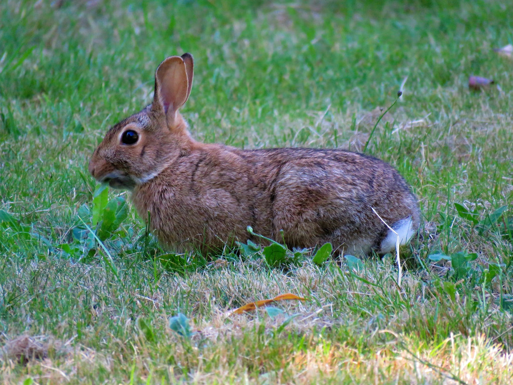 Wild Rabbits, continued... by seattlite