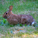 Wild Rabbits, continued... by seattlite