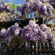 2nd May 2017 - Wisteria Time Again