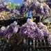 Wisteria Time Again by helenmoss