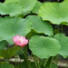 Lotus by philhendry