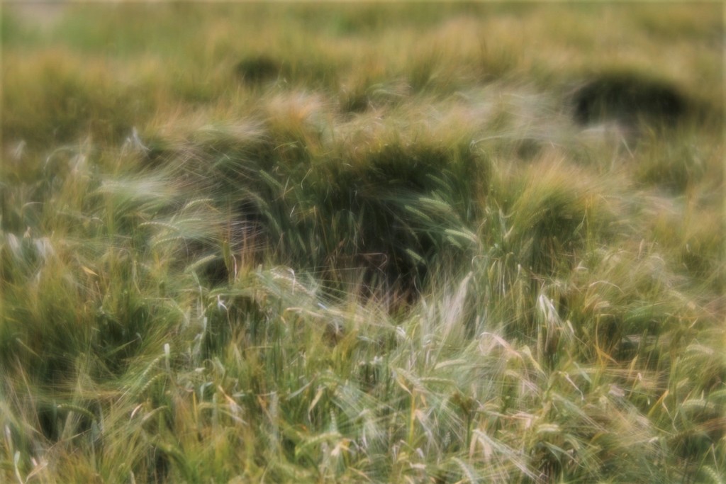 Wind In The Wheat Field by motherjane