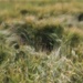 Wind In The Wheat Field by motherjane
