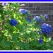 Blue hydrangeas by grace55