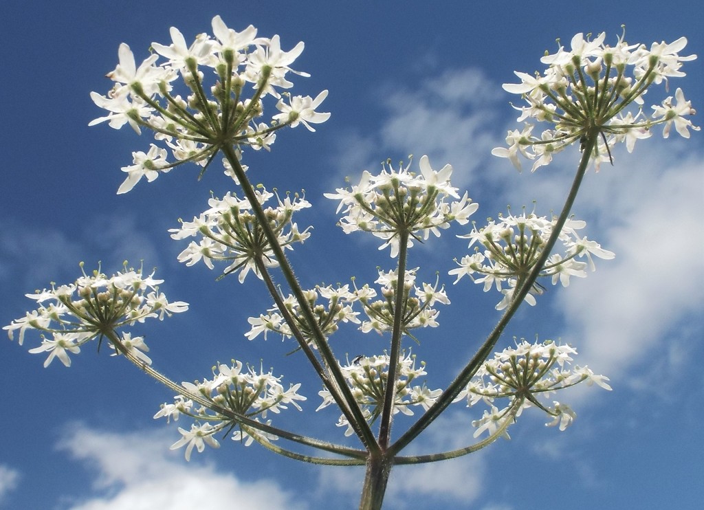 Queen Anne's Lace by suzanne234