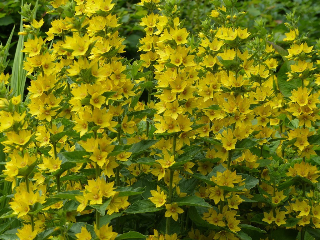  Yellow Loosestrife  by susiemc