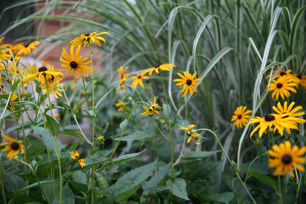 black-eyed-susans... by earthbeone