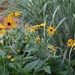 black-eyed-susans... by earthbeone