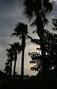 1st Aug 2017 - Palms in Menorca